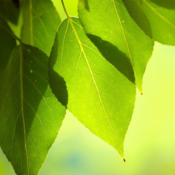 Pananagutan sa Kalikasan